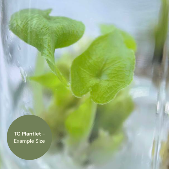Alocasia Jacklyn Round Leaf (TC Plantlet) - Preorder Plants GrowTropicals