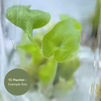 Alocasia Jacklyn Round Leaf (TC Plantlet) - Preorder