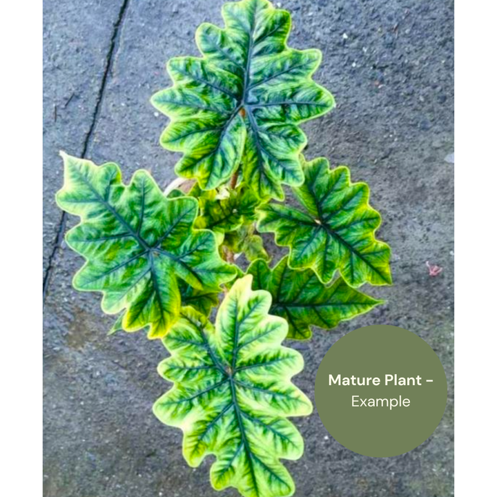 Alocasia Jacklyn Round Leaf (TC Plantlet) - Preorder Plants GrowTropicals
