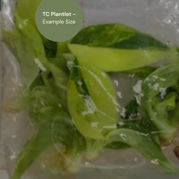 Philodendron Giganteum Blizzard (TC Plantlet) - Preorder Plants GrowTropicals