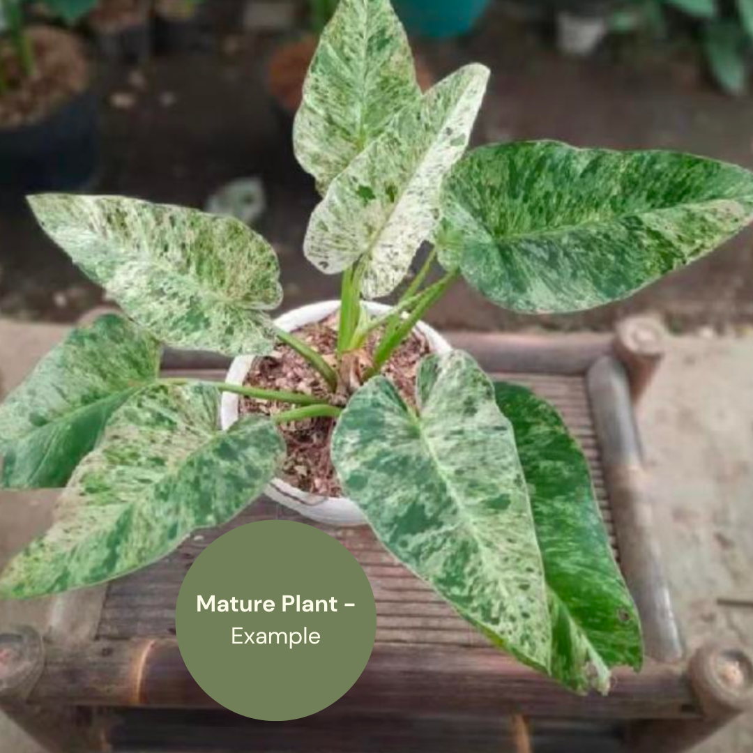Philodendron Giganteum Blizzard (TC Plantlet) - Preorder Plants GrowTropicals