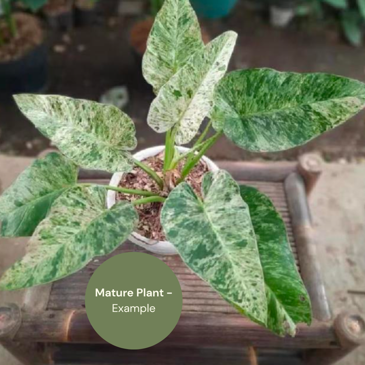 Philodendron Giganteum Blizzard (TC Plantlet) - Preorder Plants GrowTropicals