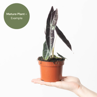 Alocasia Longiloba Purple (TC Plantlet) - Preorder