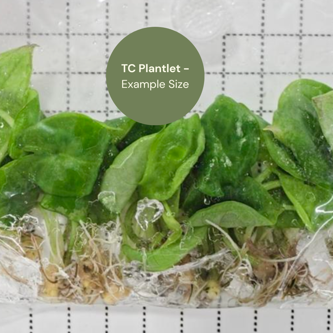 Alocasia sp. Berau (TC Plantlet) - Preorder Plants GrowTropicals