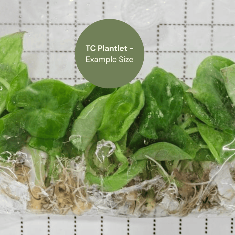 Alocasia sp. Berau (TC Plantlet) - Preorder Plants GrowTropicals