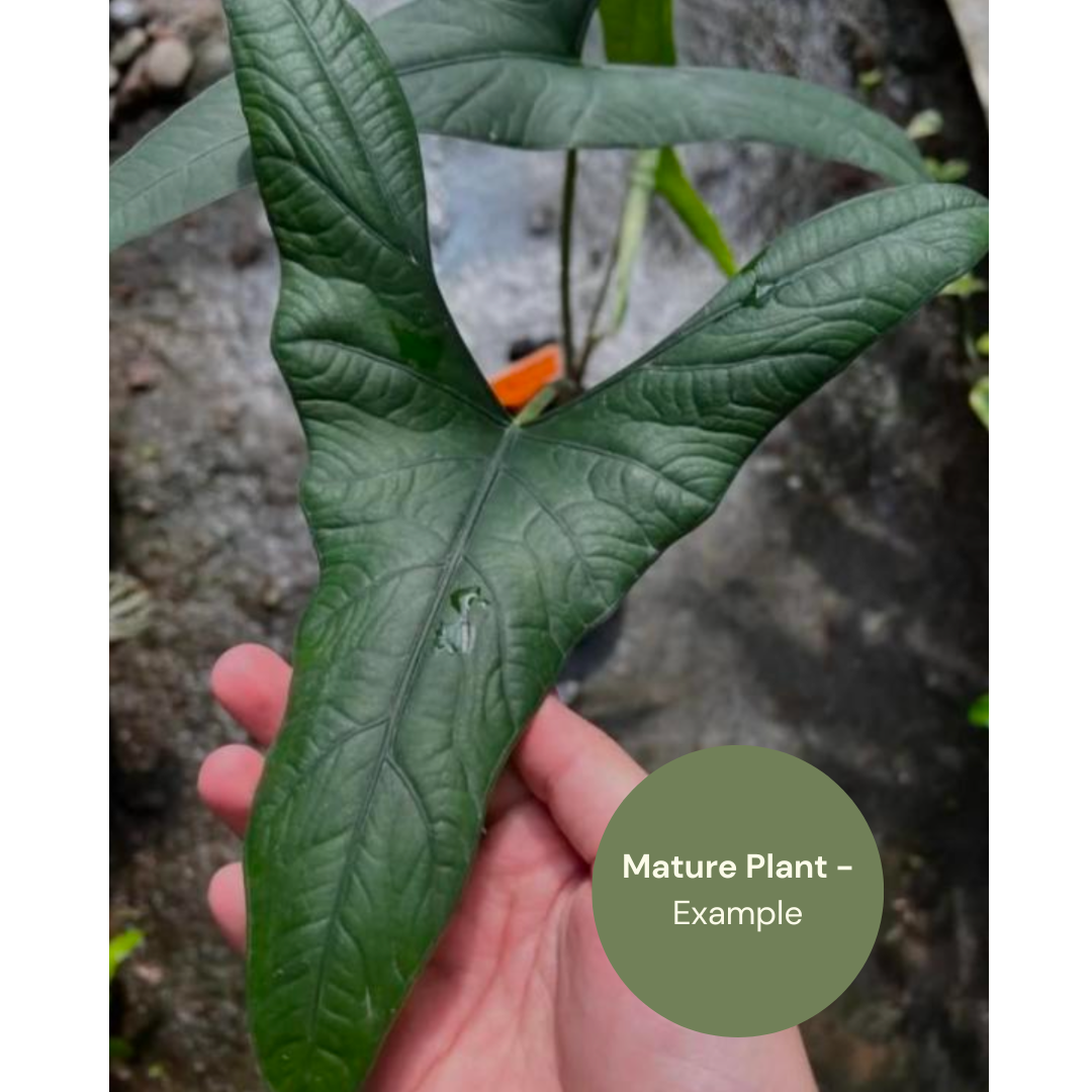 Alocasia sp. Berau (TC Plantlet) - Preorder Plants GrowTropicals