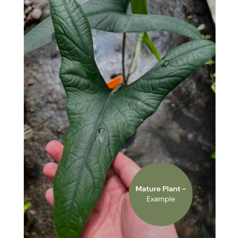 Alocasia sp. Berau (TC Plantlet) - Preorder — TC Plant