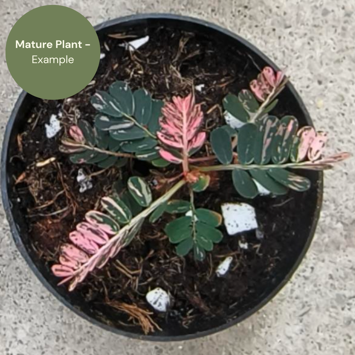 Phyllanthus urinaria Pink (TC Plantlet) - Preorder Plants GrowTropicals