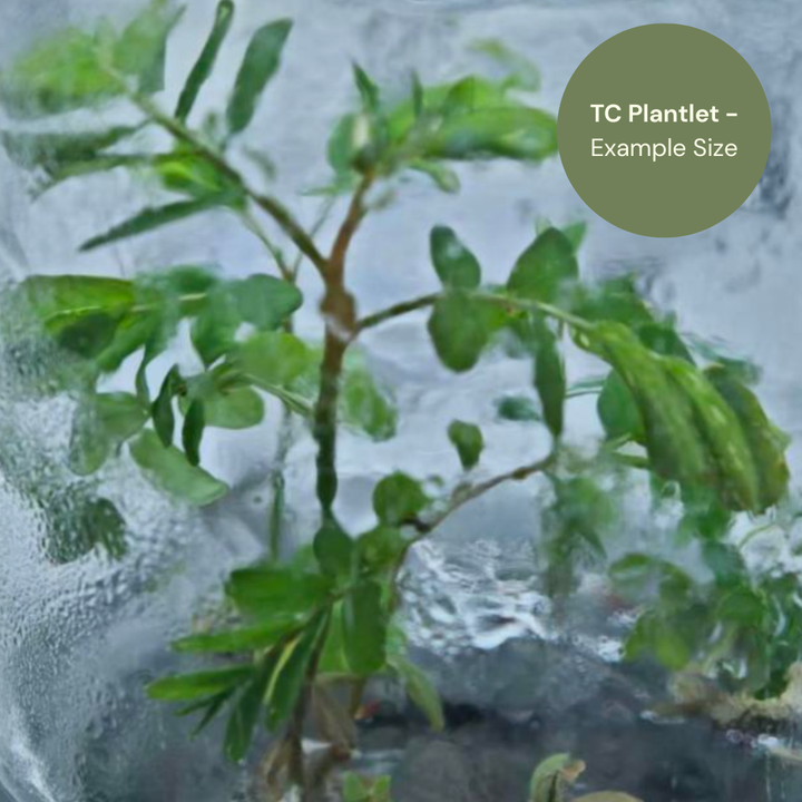 Phyllanthus urinaria Pink (TC Plantlet) - Preorder Plants GrowTropicals