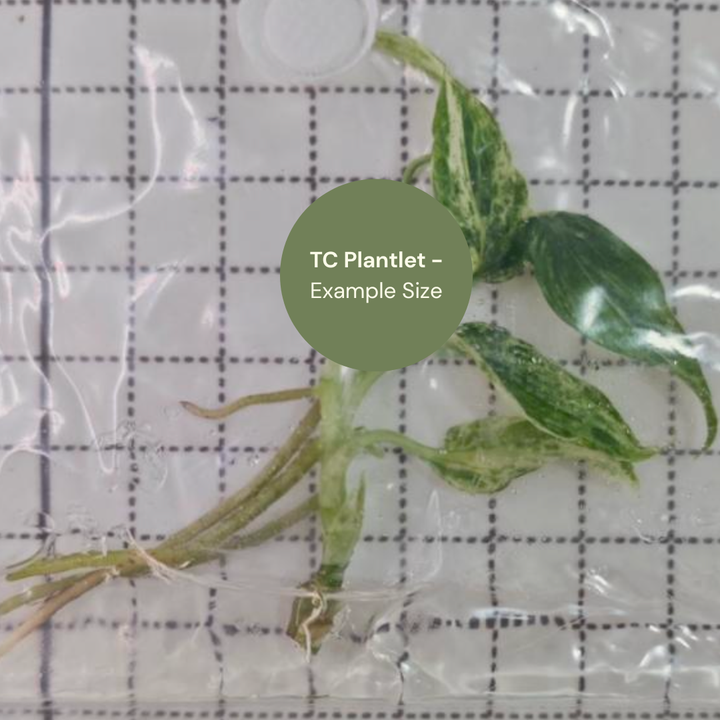 Amydrium Zippelianum Variegated (TC Plantlet) - Preorder Plants GrowTropicals