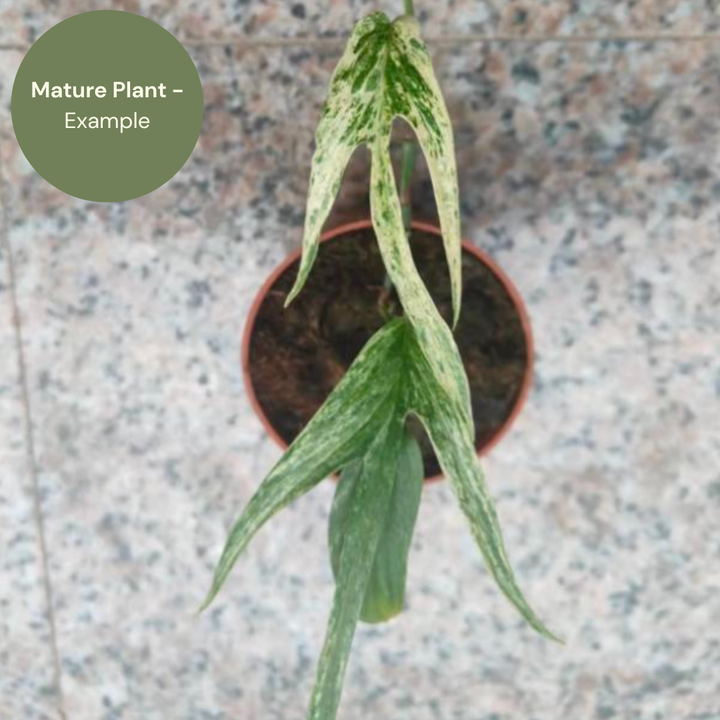 Amydrium Zippelianum Variegated (TC Plantlet) - Preorder Plants GrowTropicals