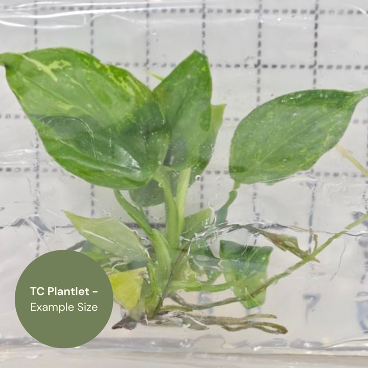 Phillodendron Mamei Variegated (TC Plantlet) - Preorder Plants GrowTropicals