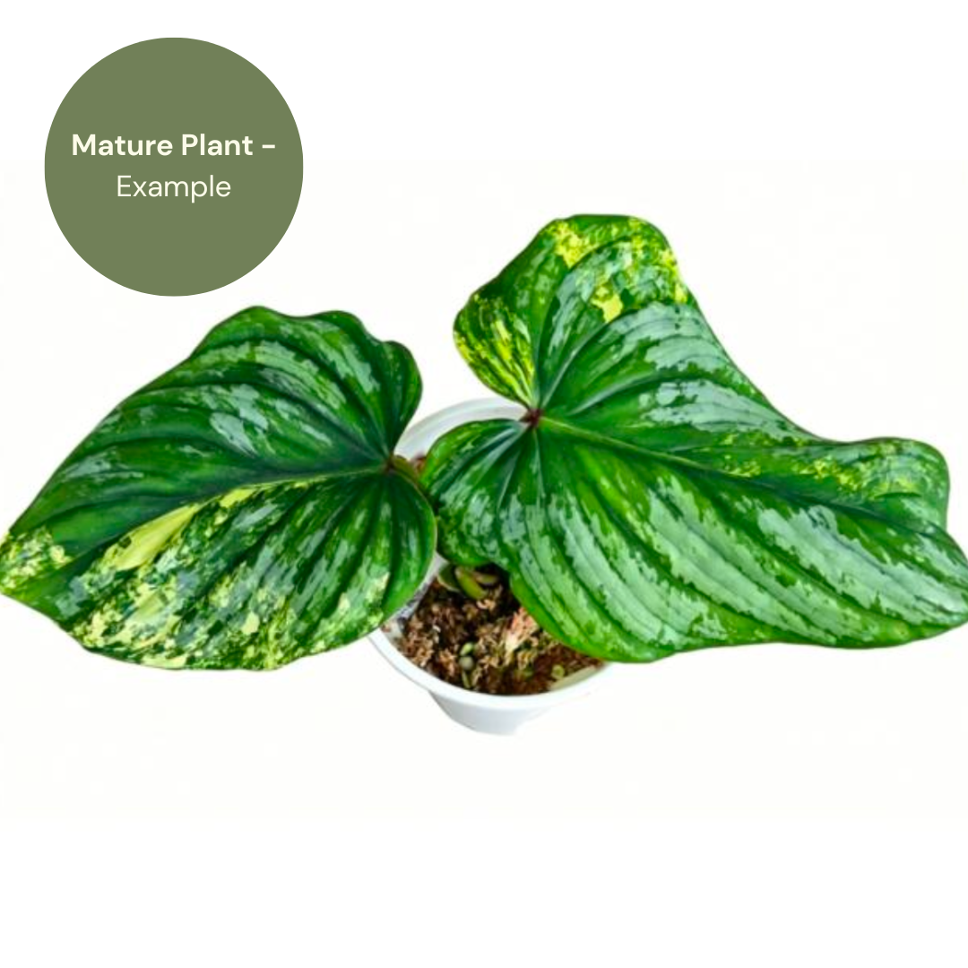 Phillodendron Mamei Variegated (TC Plantlet) - Preorder Plants GrowTropicals