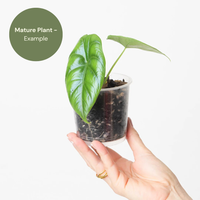 Alocasia Green Unicorn (TC Plantlet) - Preorder