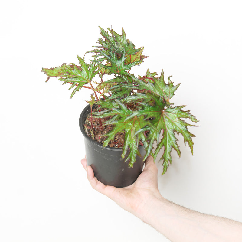 Begonia U614 'Himalayan' Plants GrowTropicals