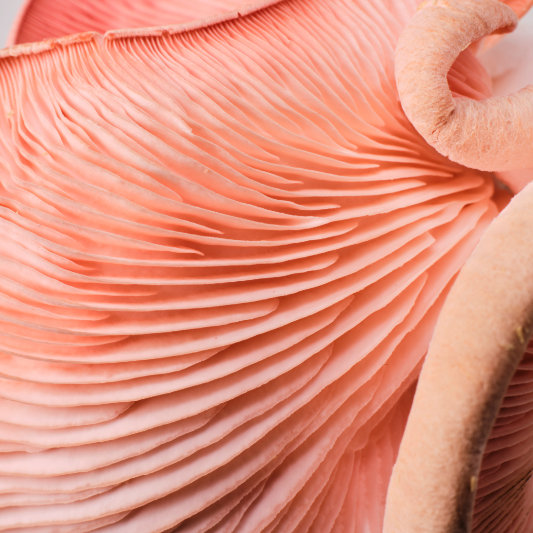 YME x Growtropicals Pink Oyster Mushroom Kit - GROW TROPICALS