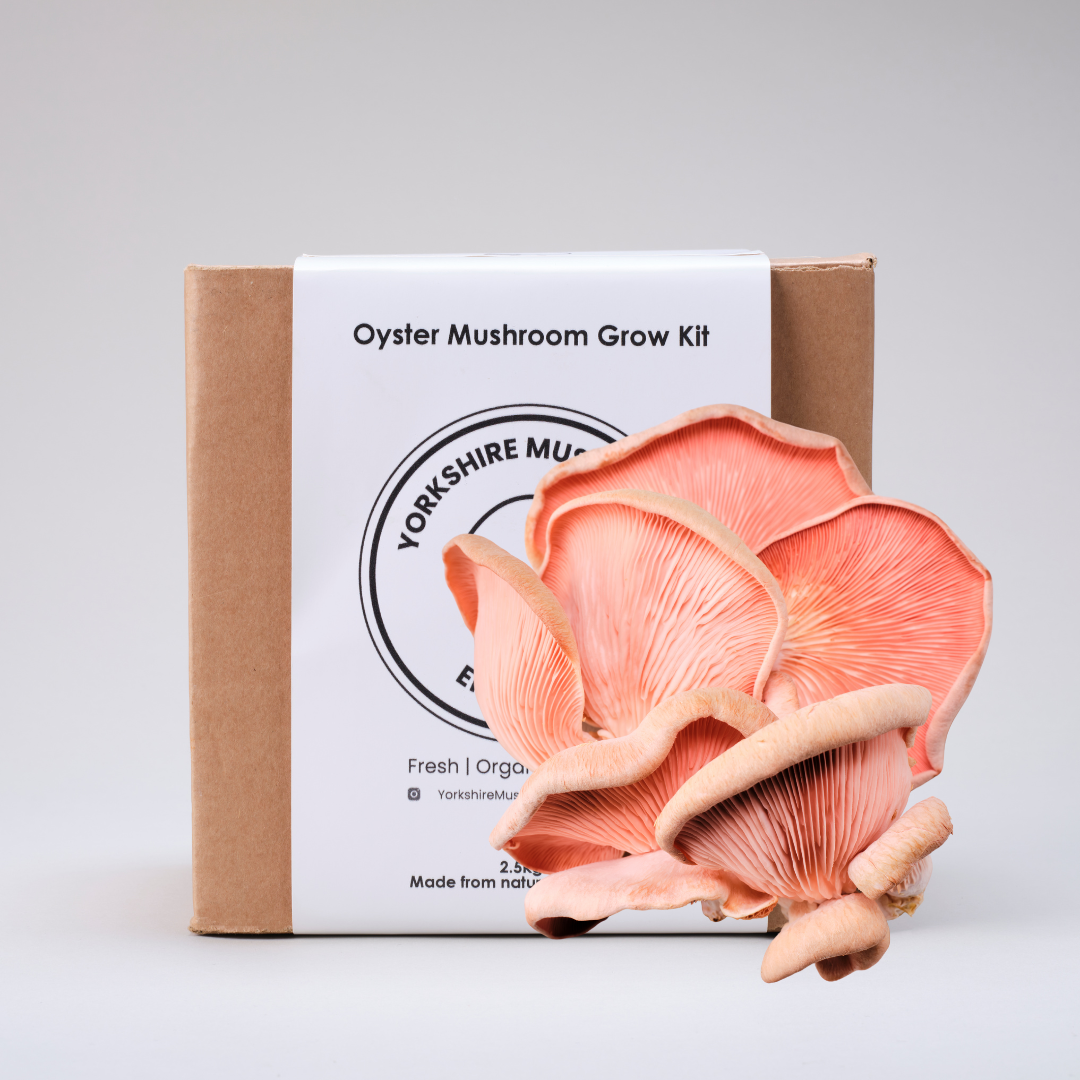 YME x Growtropicals Pink Oyster Mushroom Kit - GROW TROPICALS