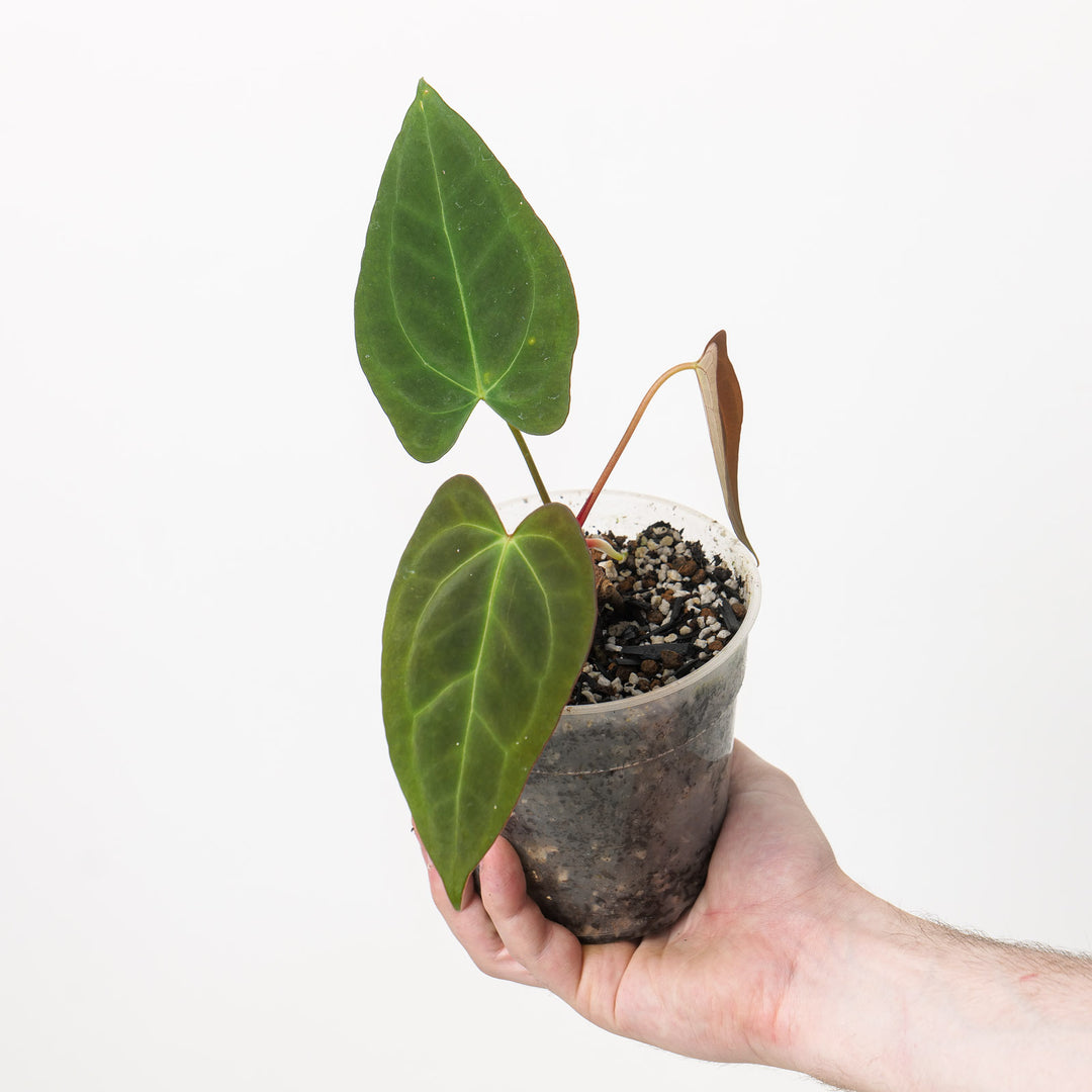 ah sam anthurium Anthurium papillilaminum x AOS 'WA' | Plants