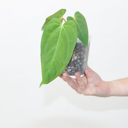 Anthurium papillilaminum x AOS 'WA' 9cm Plants GrowTropicals