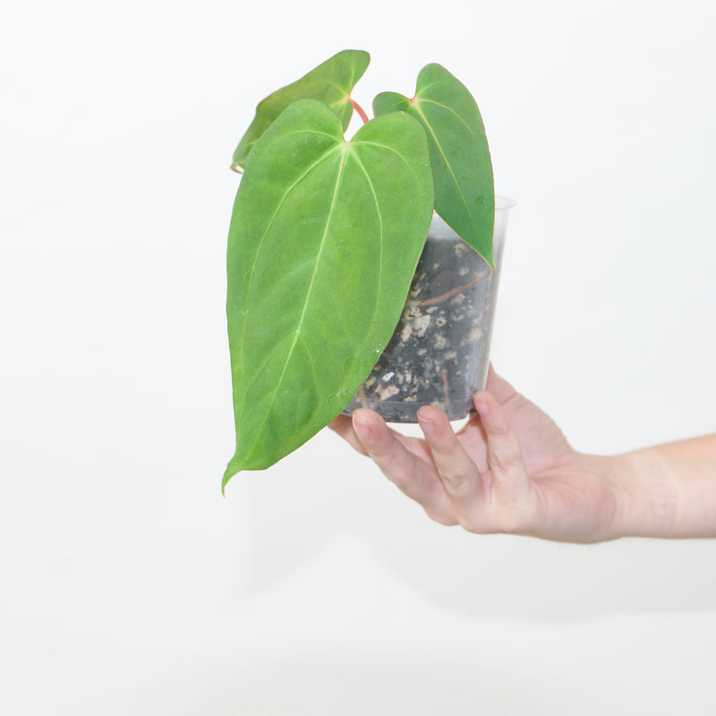 Anthurium papillilaminum x AOS 'WA' — 9cm
