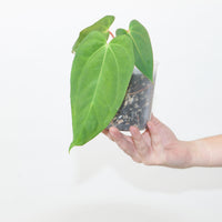 Anthurium papillilaminum x AOS 'WA'