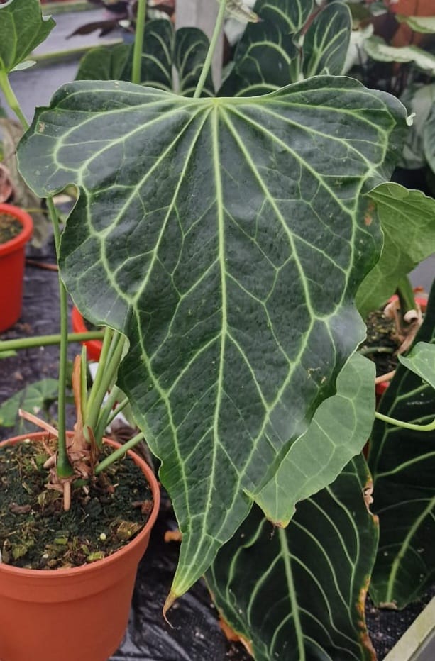 Anthurium 'Delta Force' Plants GrowTropicals
