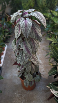 Cissus discolor 'Floramagic Violet'