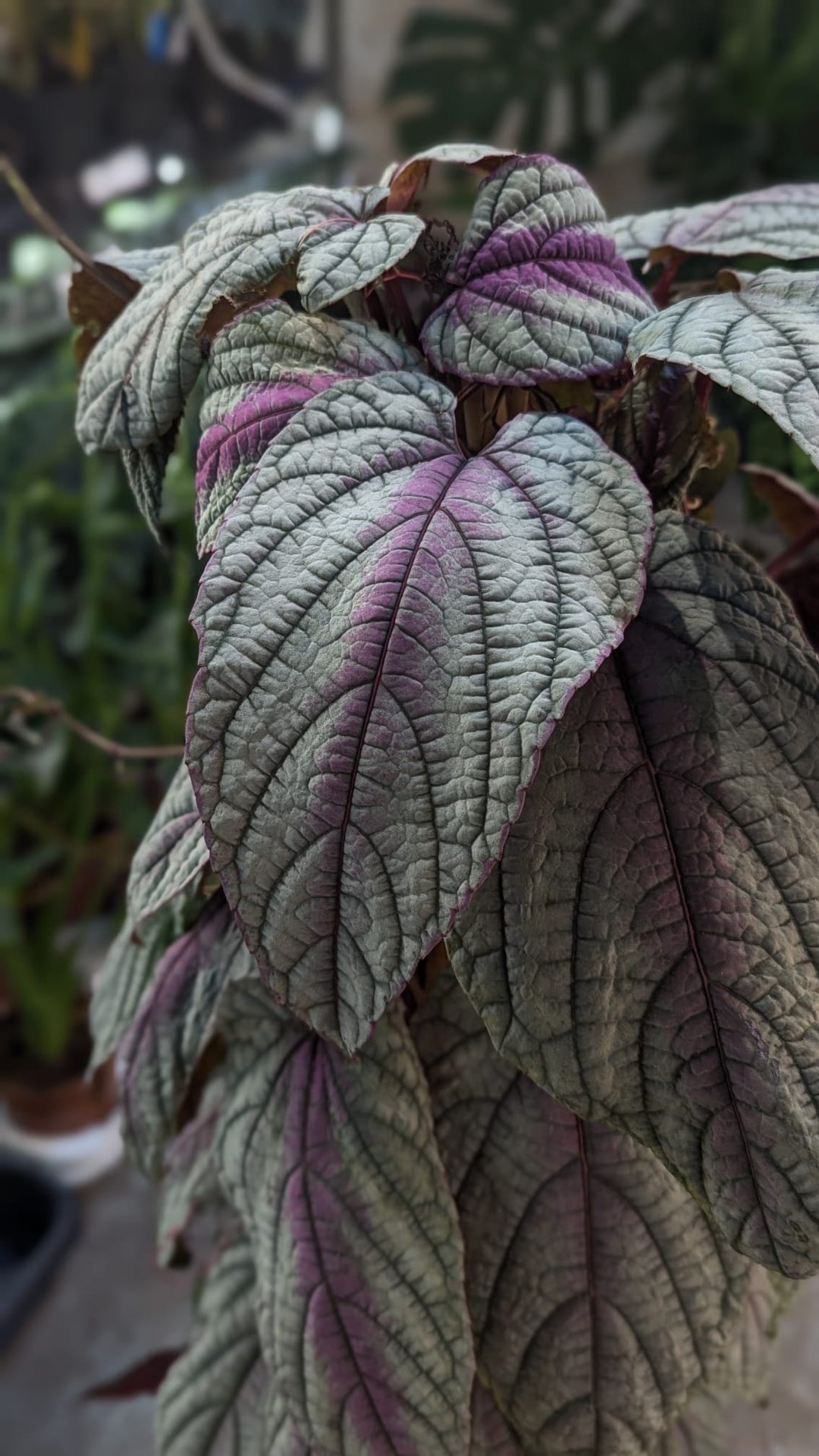 Cissus discolor 'Floramagic Violet' - GROW TROPICALS