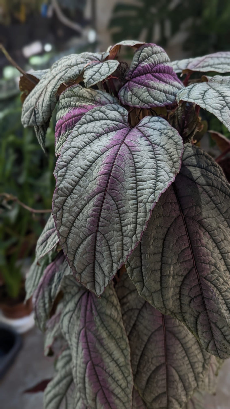 Cissus discolor 'Floramagic Violet' — 24cm Pot (100cm Tall)