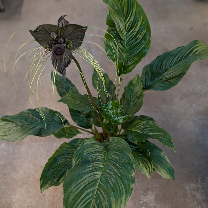 Tacca chantrieri | Black Bat Flower Plants GrowTropicals
