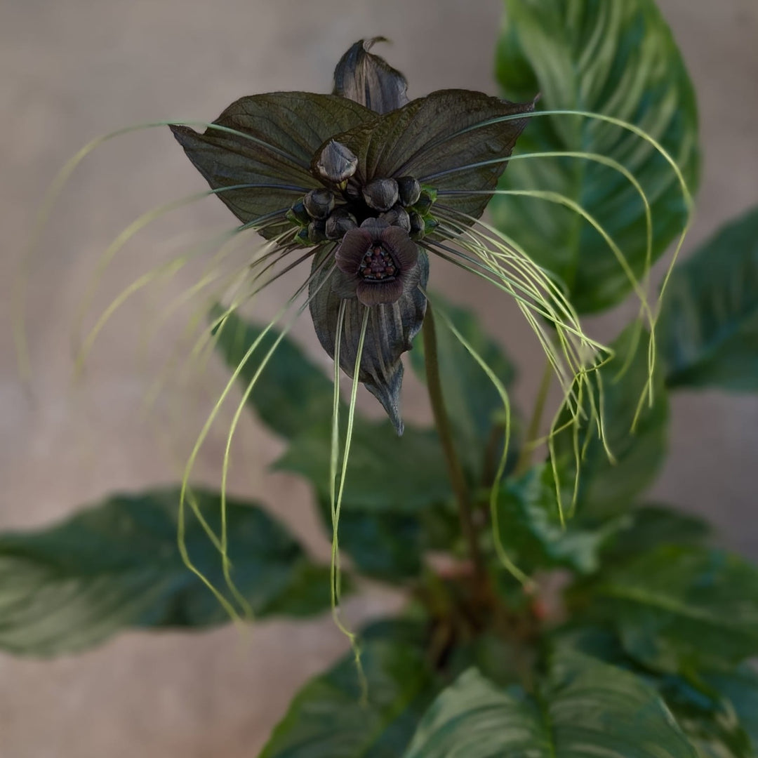 Tacca chantrieri | Black Bat Flower - GROW TROPICALS