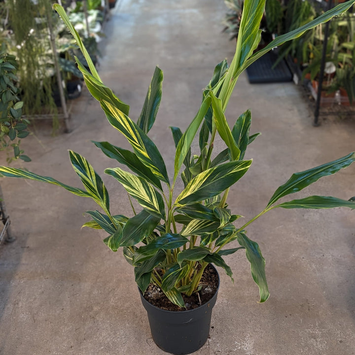 Alpinia Zerumbet Variegated - GROW TROPICALS