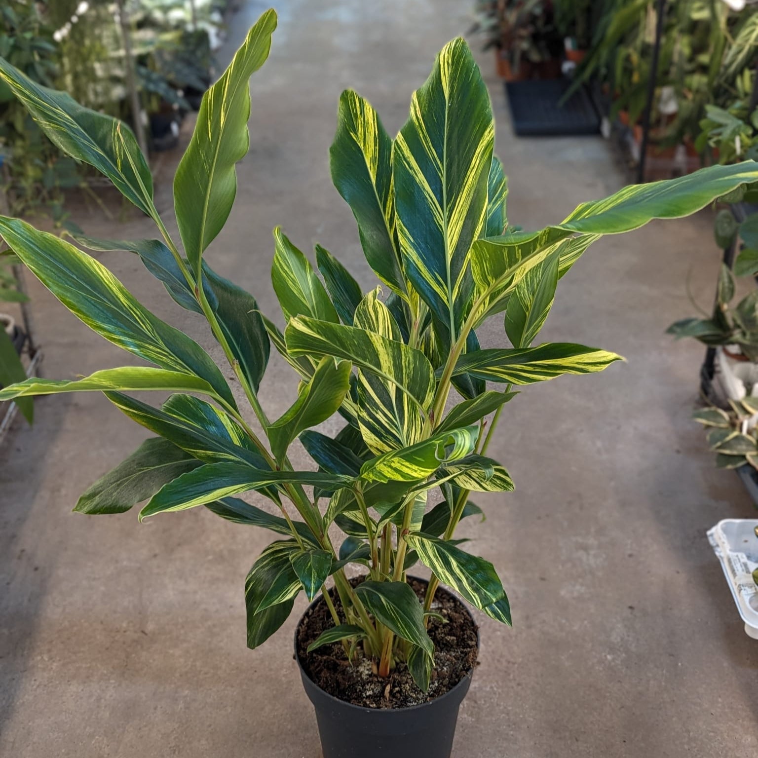 alpinia zerumbet indoor plant Alpinia Zerumbet Variegated