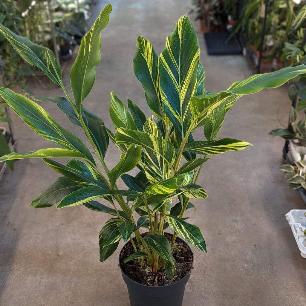 alpinia zerumbet variegata pflege Alpinia Zerumbet Variegated