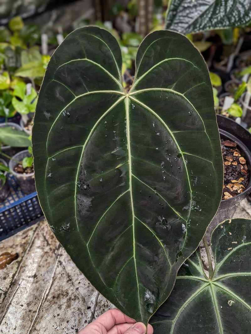 Anthurium besseae aff. 'Dark Velvet' x Ecuador dark no id Plants GrowTropicals