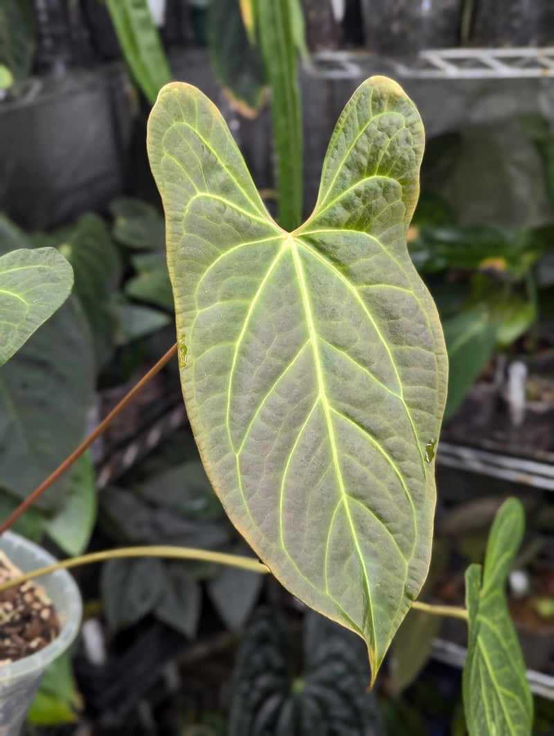 Anthurium besseae aff. 'Dark Velvet' x Ecuador dark no id Plants GrowTropicals