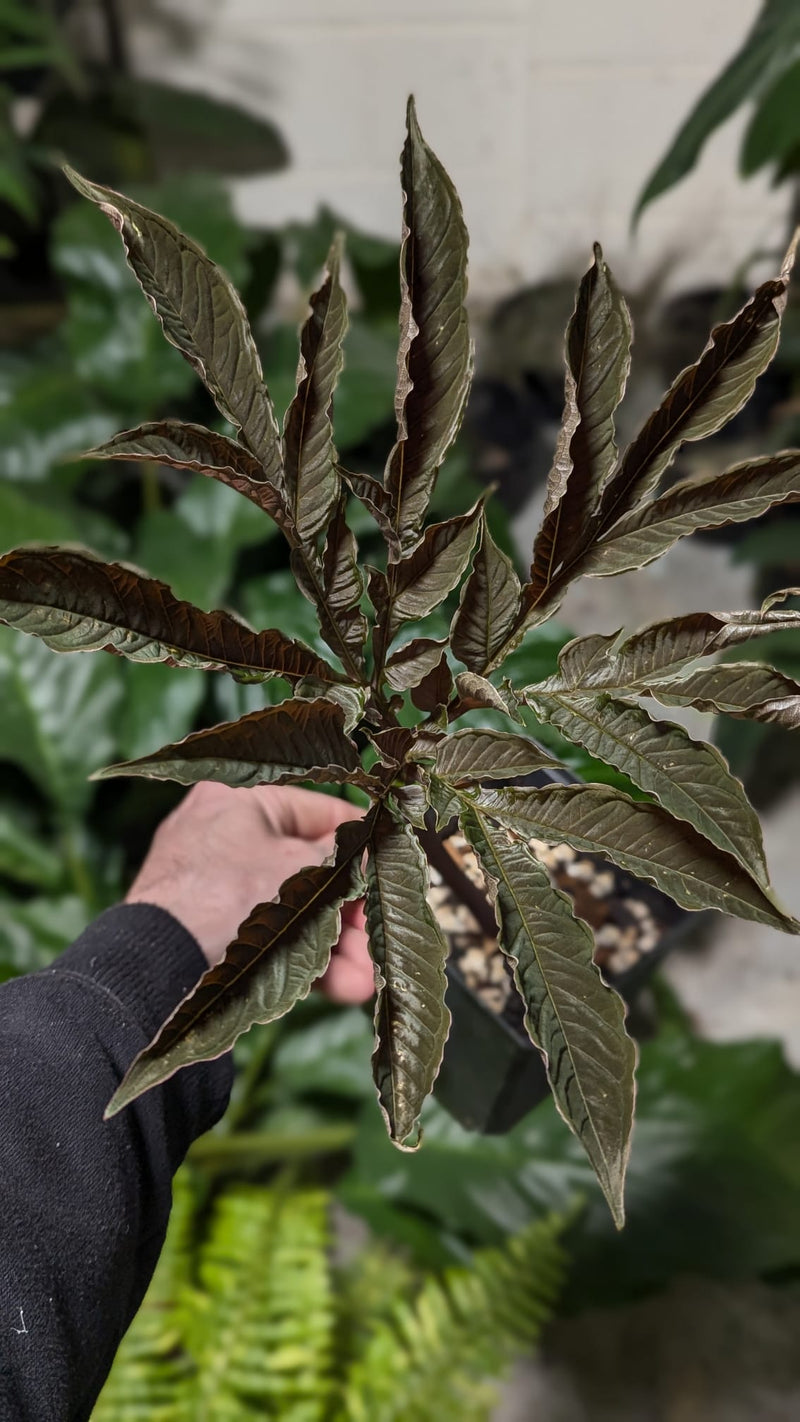 Amorphophallus barbatus Plants GrowTropicals