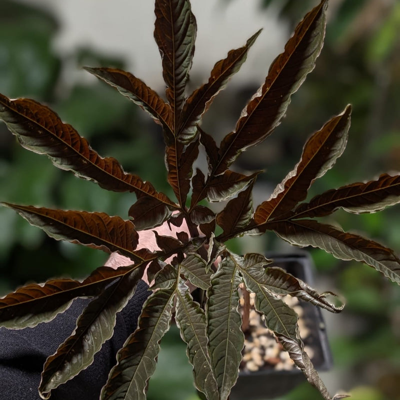 Amorphophallus barbatus Plants GrowTropicals