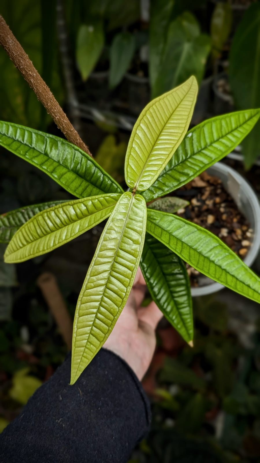 Syzygium sp. Sulawesi Plants GrowTropicals
