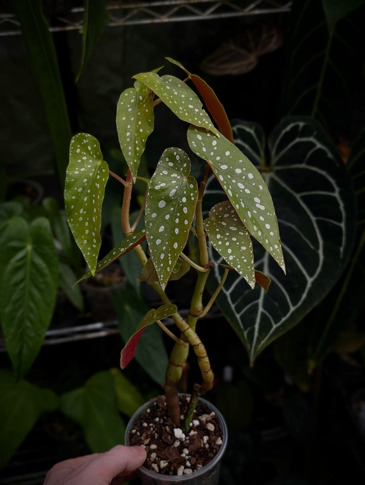 Begonia maculata (Brazilian Form) Plants GrowTropicals