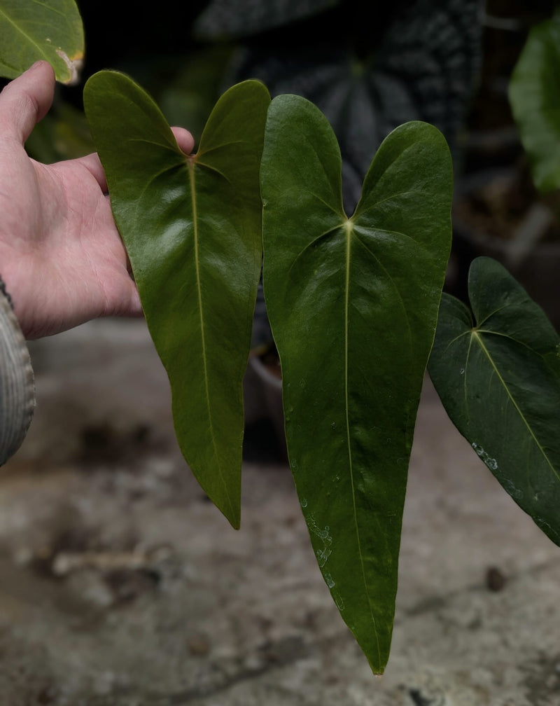 Anthurium verapazense Plants GrowTropicals
