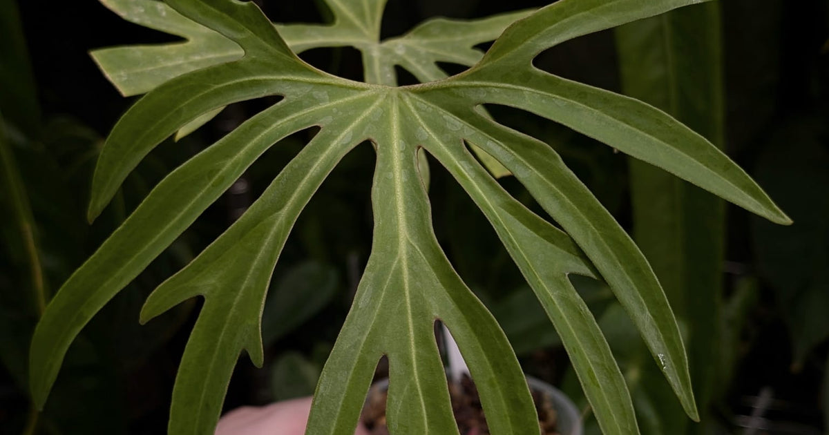 wide sinus anthurium Anthurium podophyllum 'Wide Sinus' | Plants