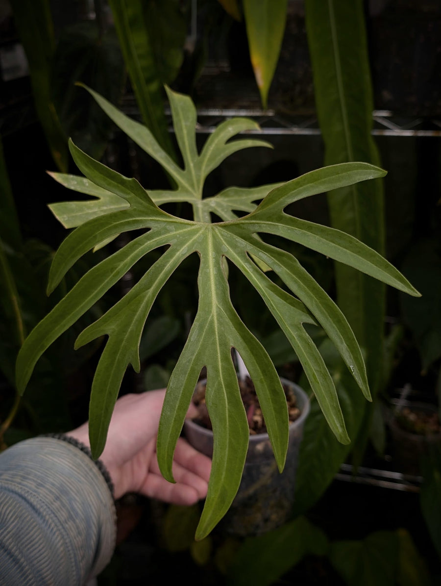 Anthurium podophyllum 'Wide Sinus' Plants GrowTropicals