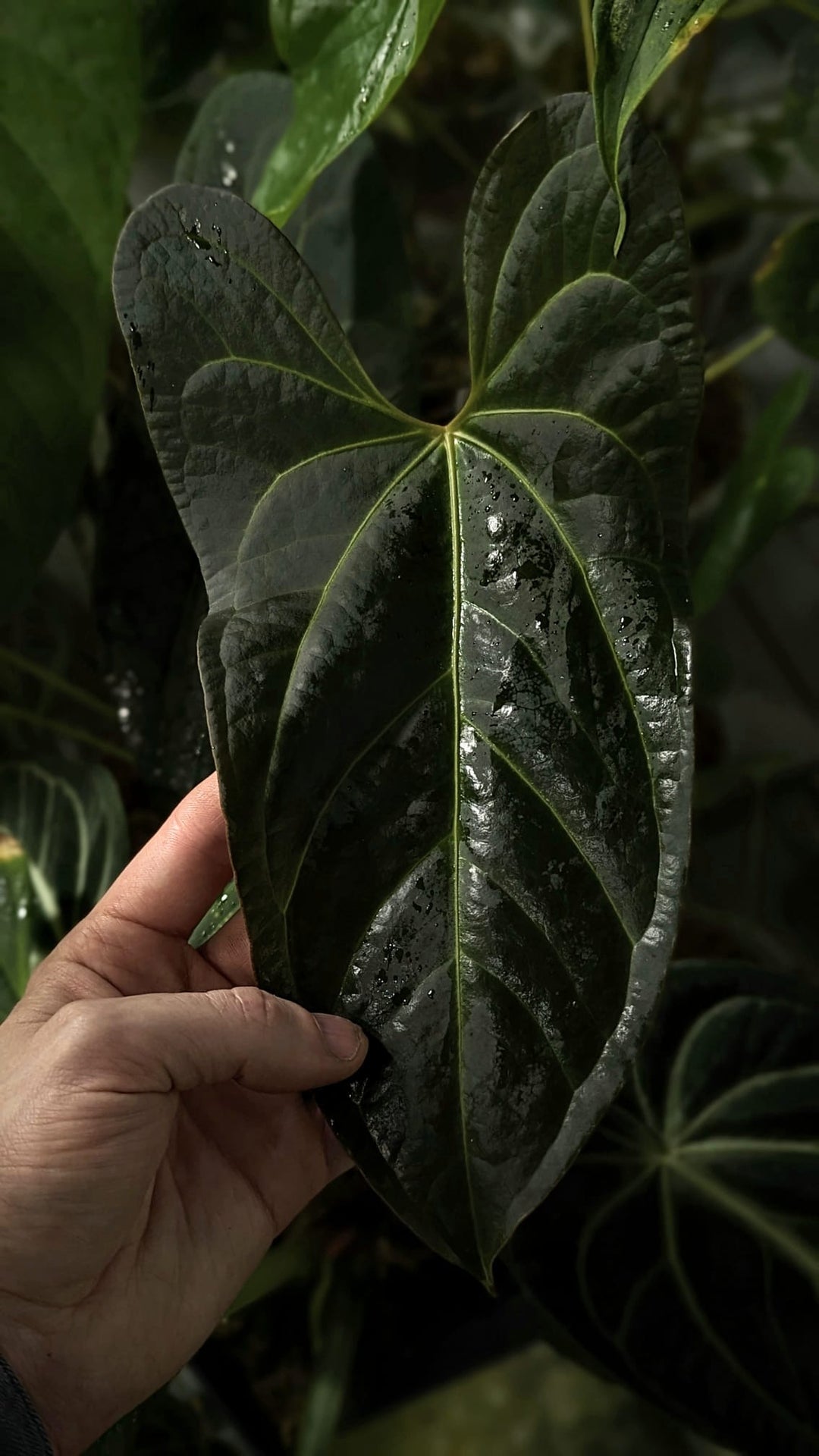 Anthurium 'Donnie Darko' GrowTropicals