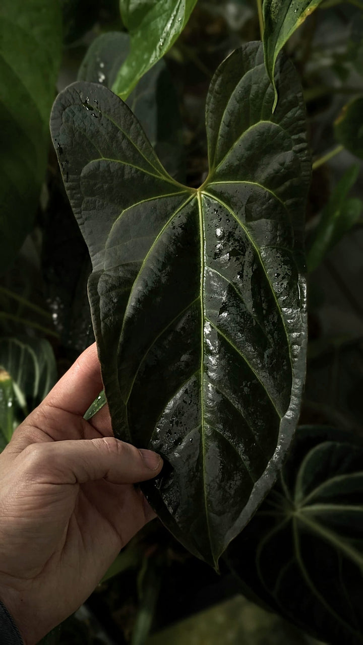 Anthurium 'Donnie Darko' GrowTropicals