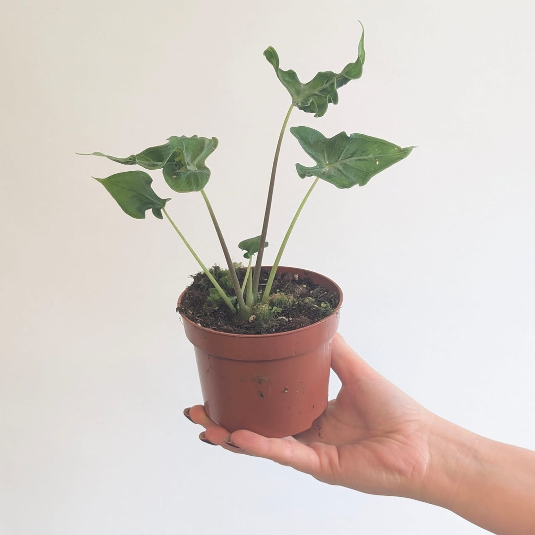 Alocasia teletubbies 10.5cm Plants GrowTropicals