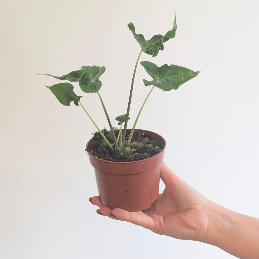 Alocasia teletubbies 10.5cm Plants GrowTropicals