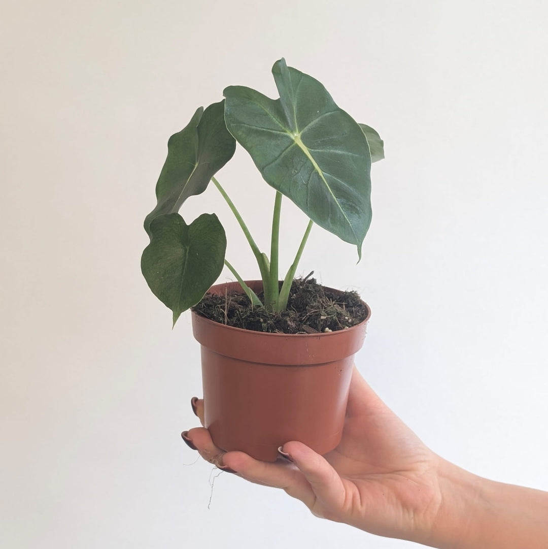Alocasia 'Meclizine' Plants GrowTropicals
