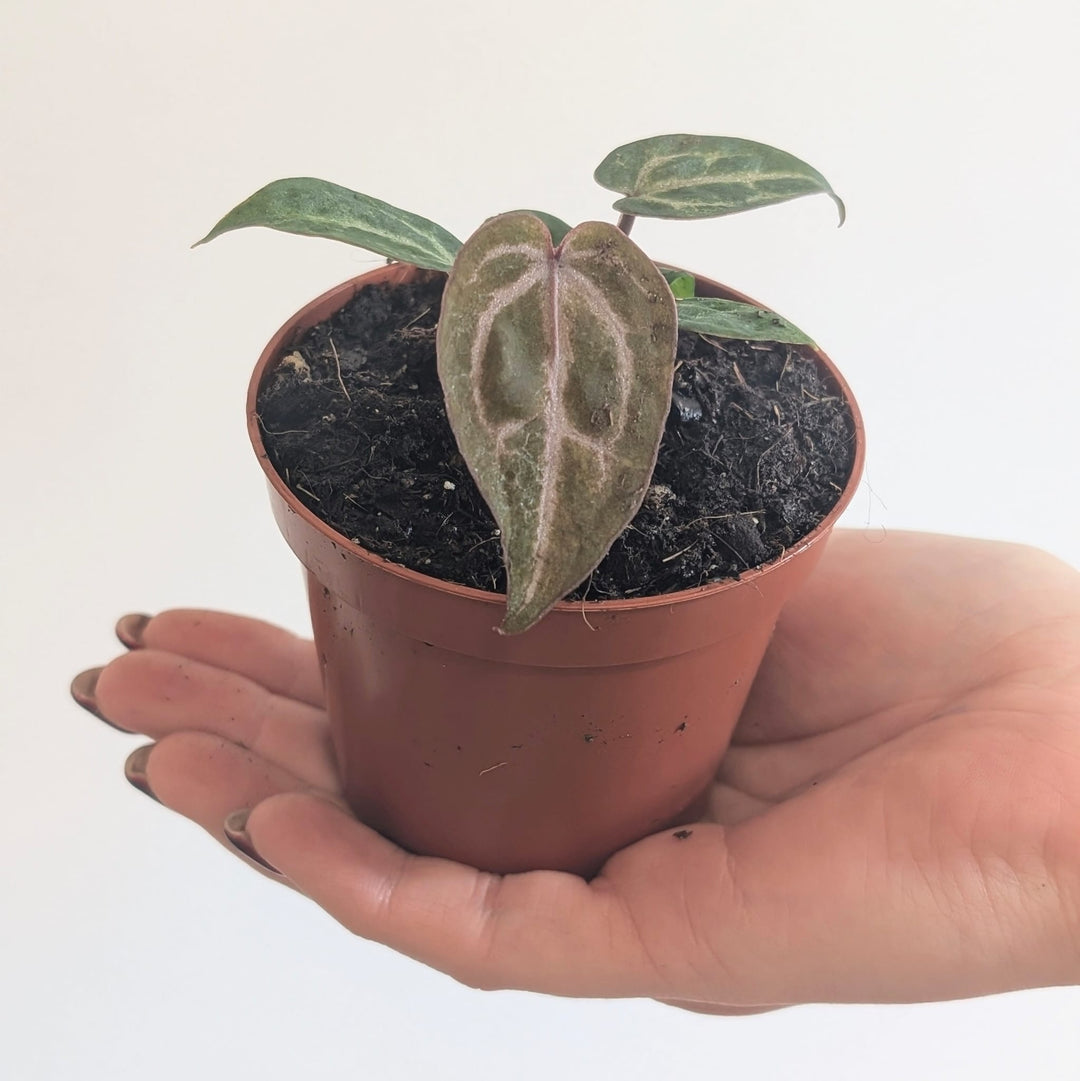 red crystallinum anthurium Anthurium Red Crystallinum (NSE x Tezula) | Plants