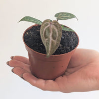 Anthurium Red Crystallinum (NSE x Tezula)